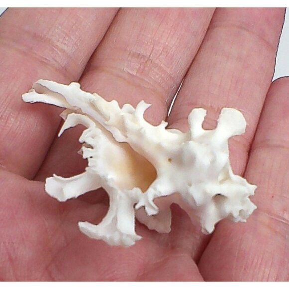 Rare Murex Zamboi Burch Coral Shell Specimen From Mactan Island Cebu GEM - Picture 4 of 5